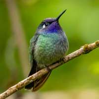 Violet-headed Hummingbird